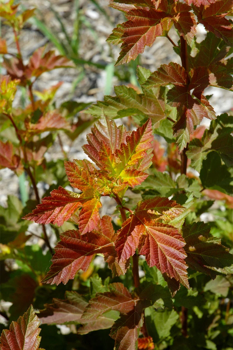 Ninebark, Amber Jubilee