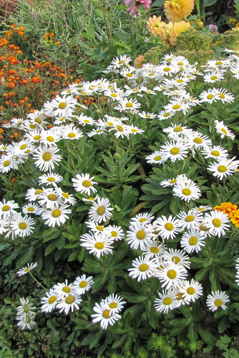 Nippon Daisy