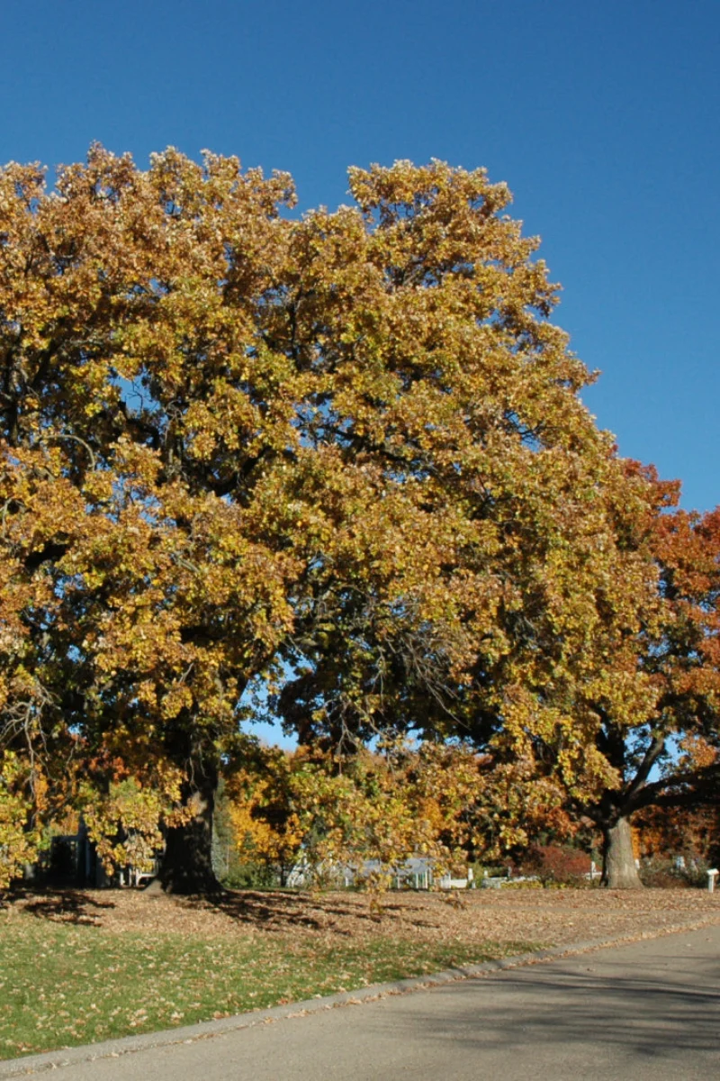 Oak, Bur