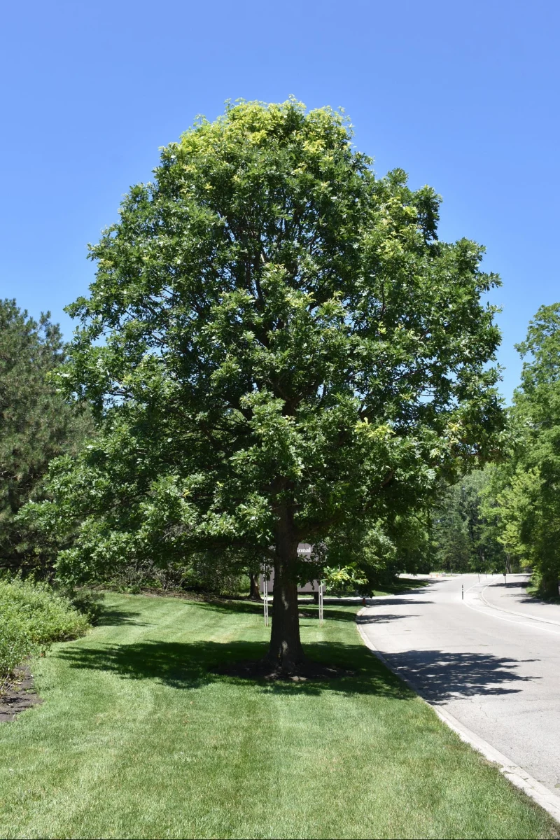 Oak, Bur - Image 2