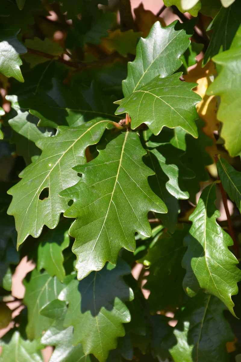 Oak, Kindred Spirit