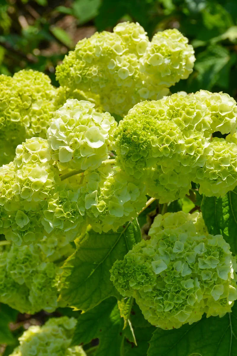 Oak Leaf Hydrangea, Gatsby Moon - Image 2