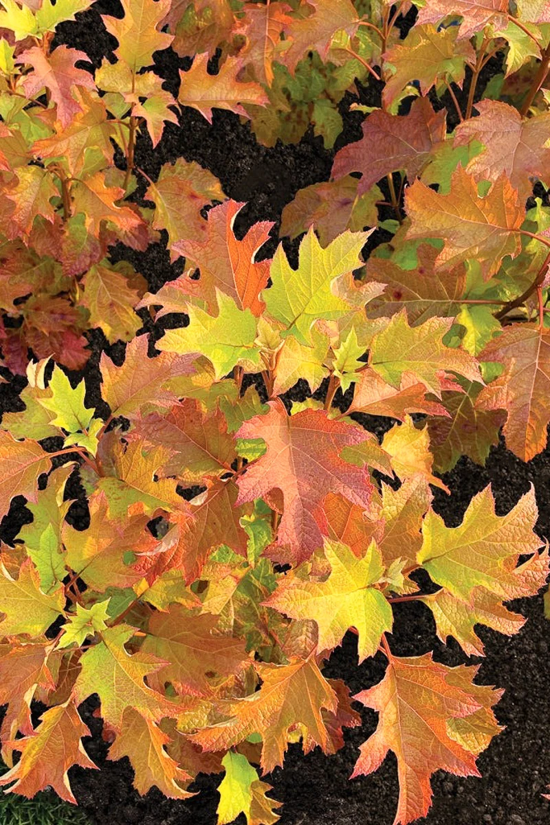 Oakleaf Hydrangea, Toy Soldier - Image 2