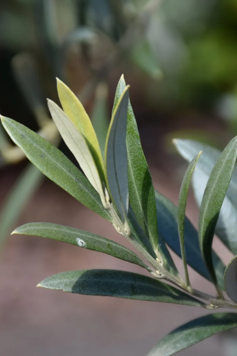 Olive Tree Arbequina, 6" Pot - Image 2
