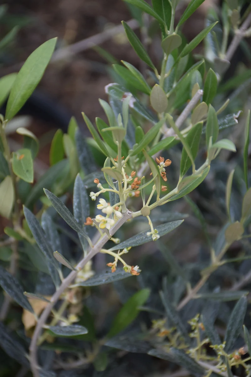 Olive Tree Arbequina, 6" Pot - Image 3