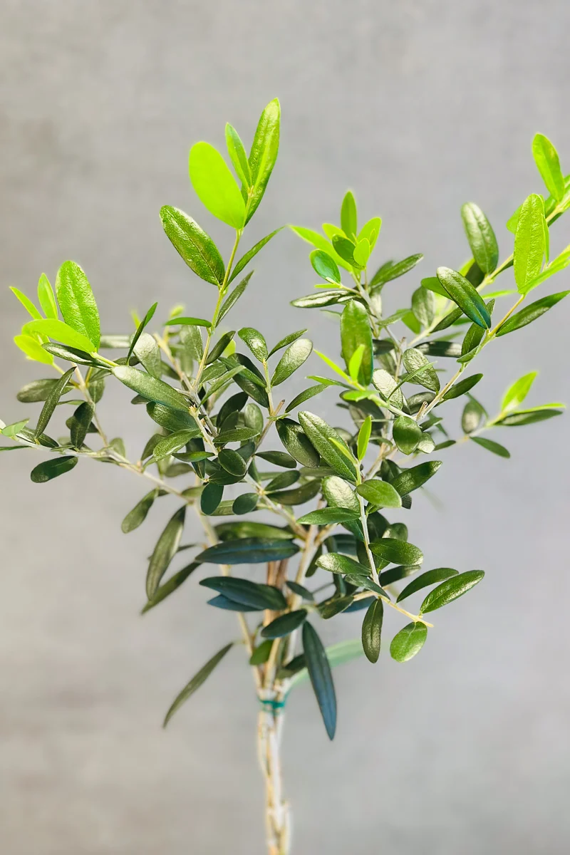 Olive Tree Arbequina, 6" Pot