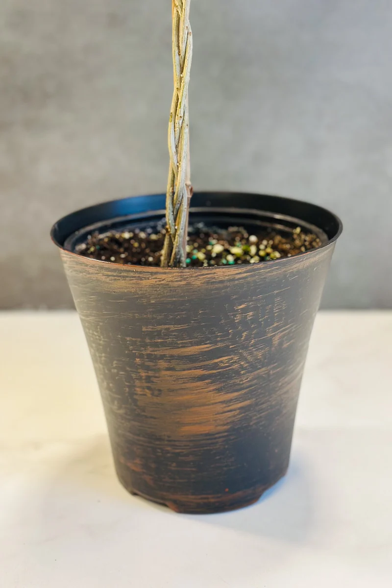 Olive Tree Arbequina, 6" - Image 3