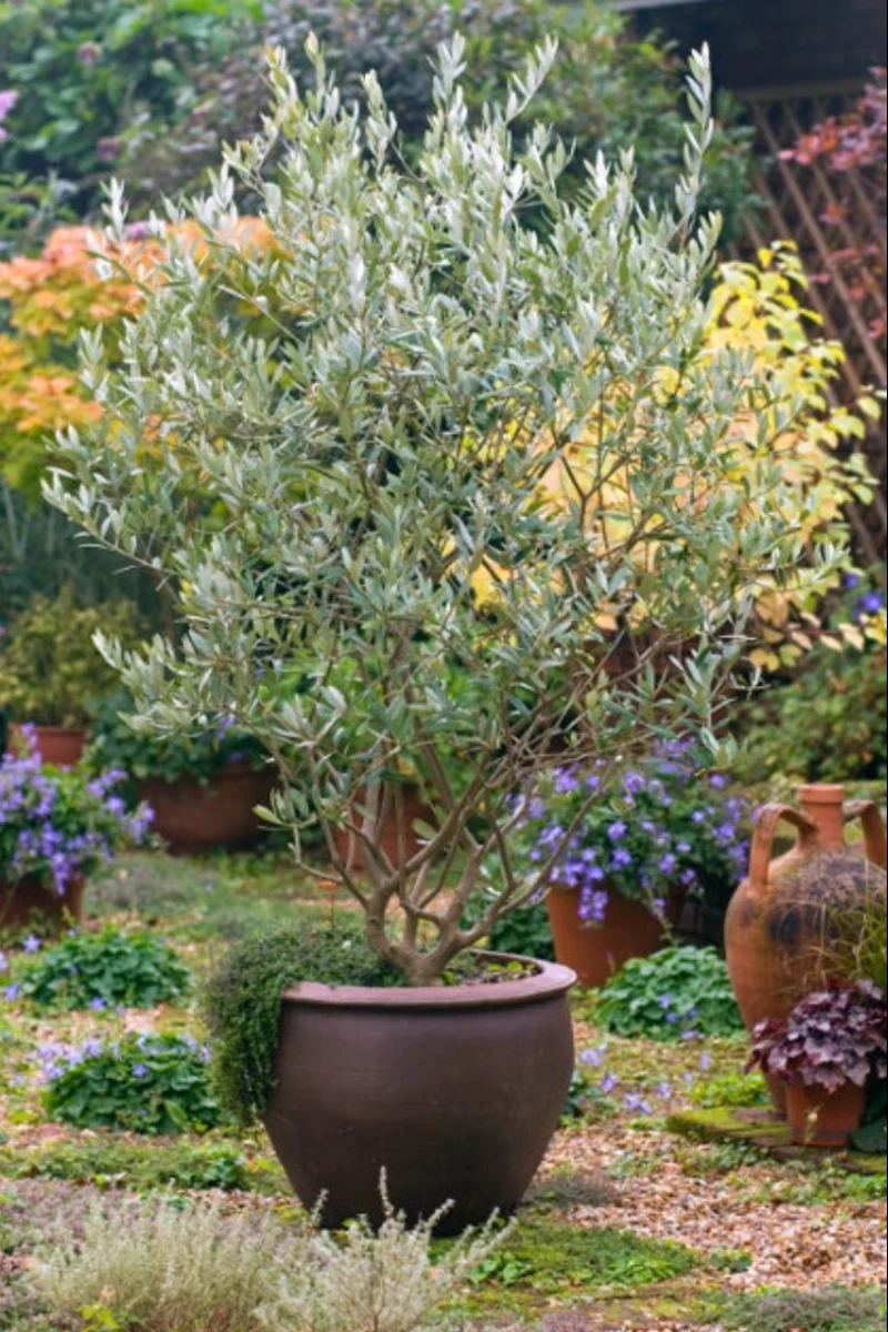 Olive Tree, Majestic Beauty 5G - Image 2