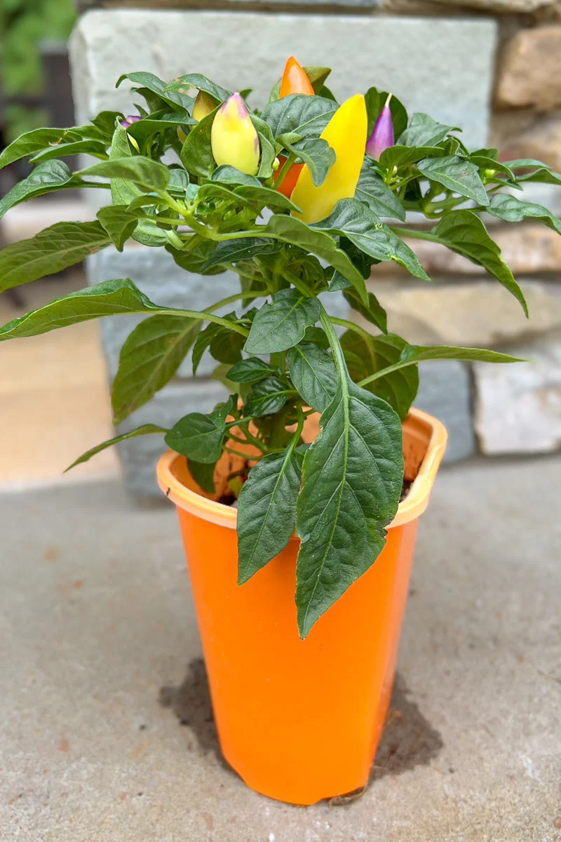 Ornamental Pepper, Blaze