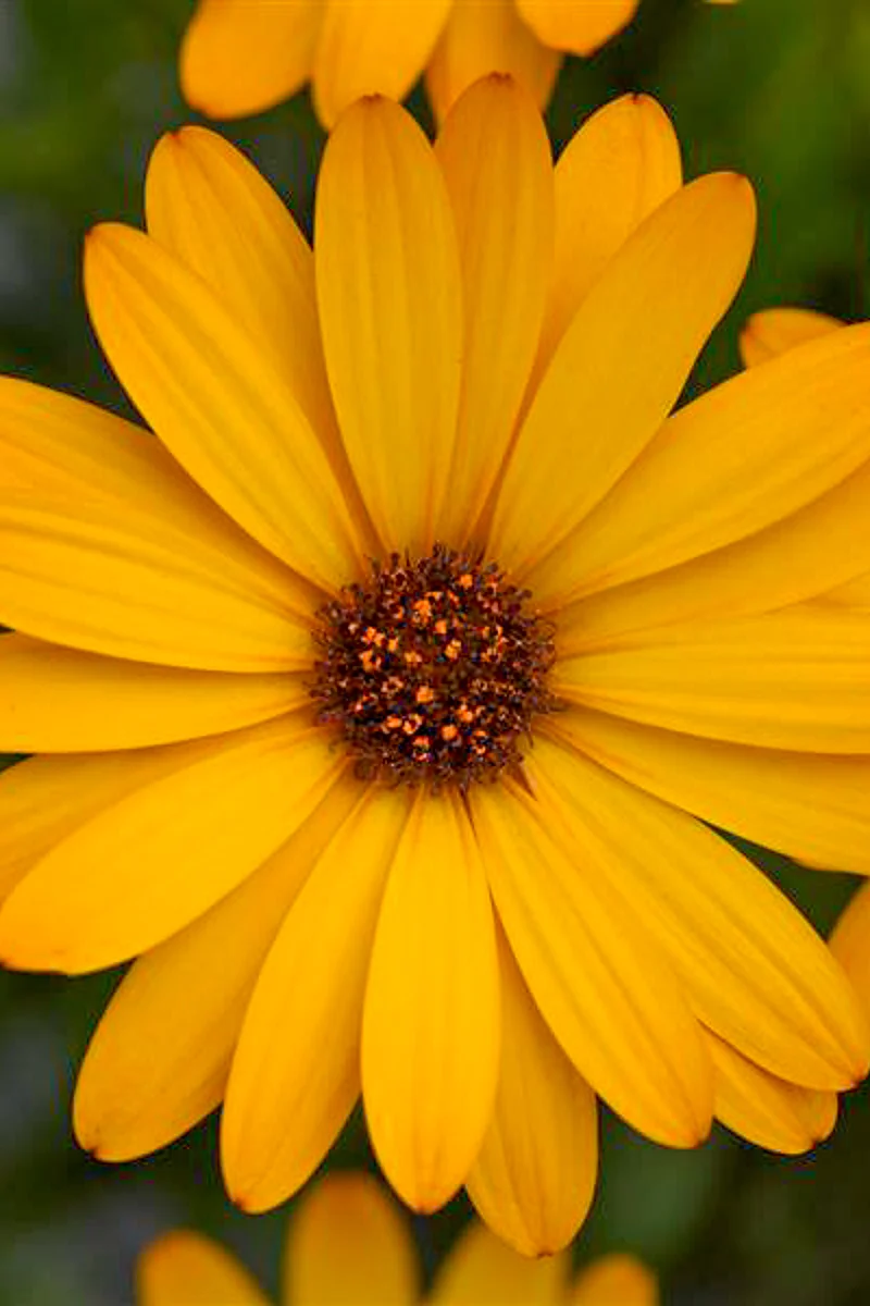 Osteospermum, Voltage Gold