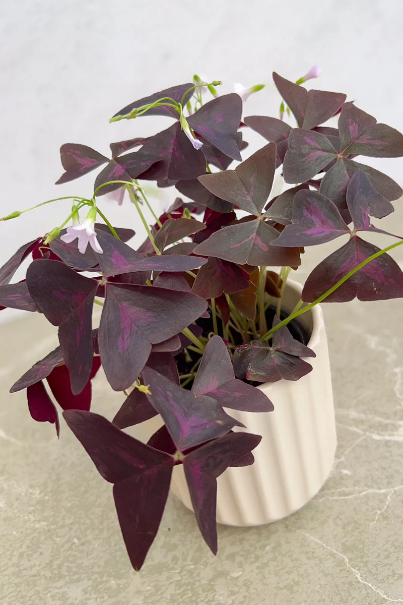 Oxalis Hybrid, Red Shamrock 4" - Image 2
