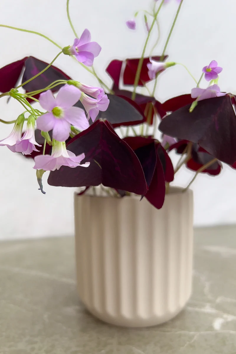 Oxalis Hybrid, Red Shamrock 4" - Image 3
