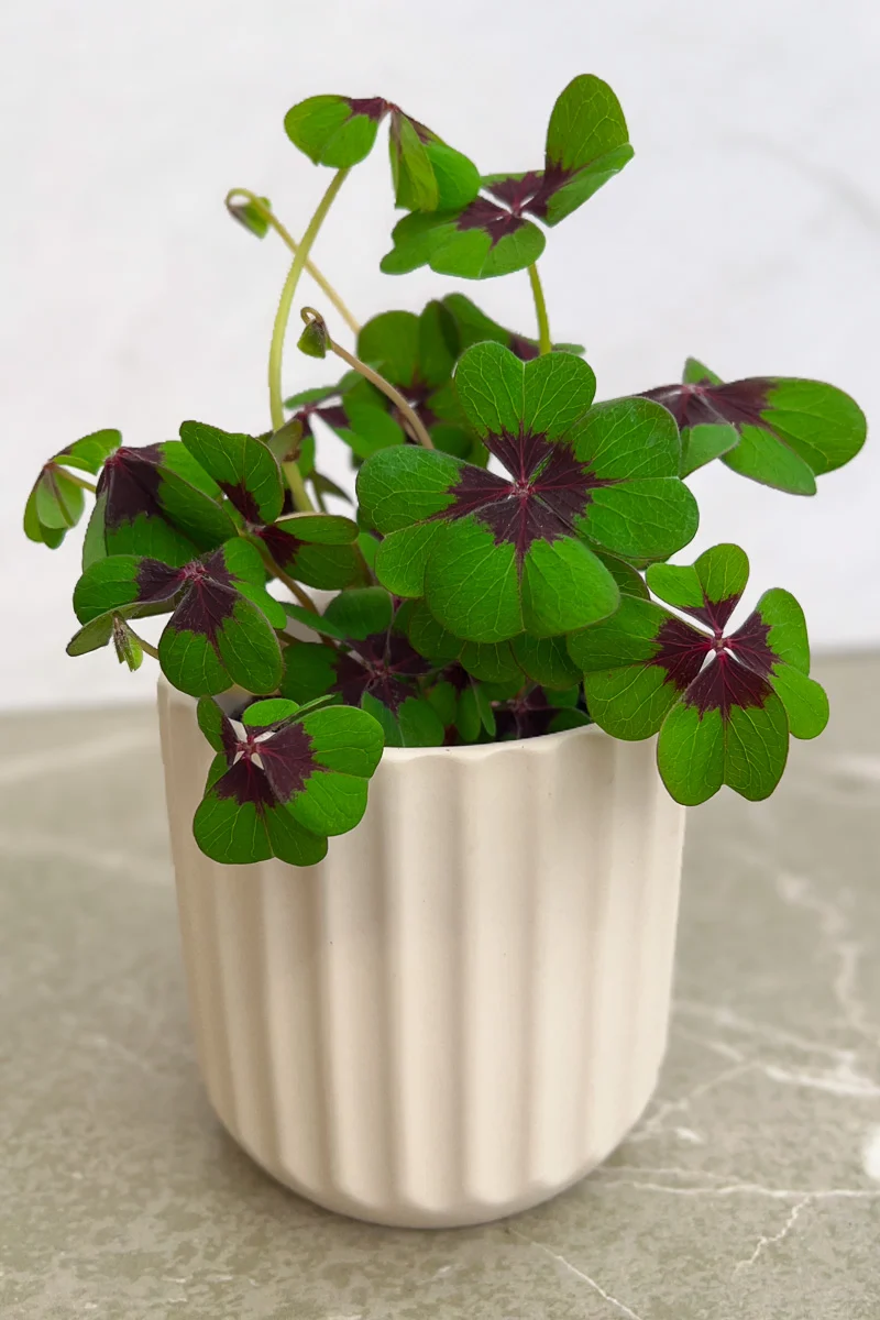 Oxalis, Iron Cross 4" - Image 2