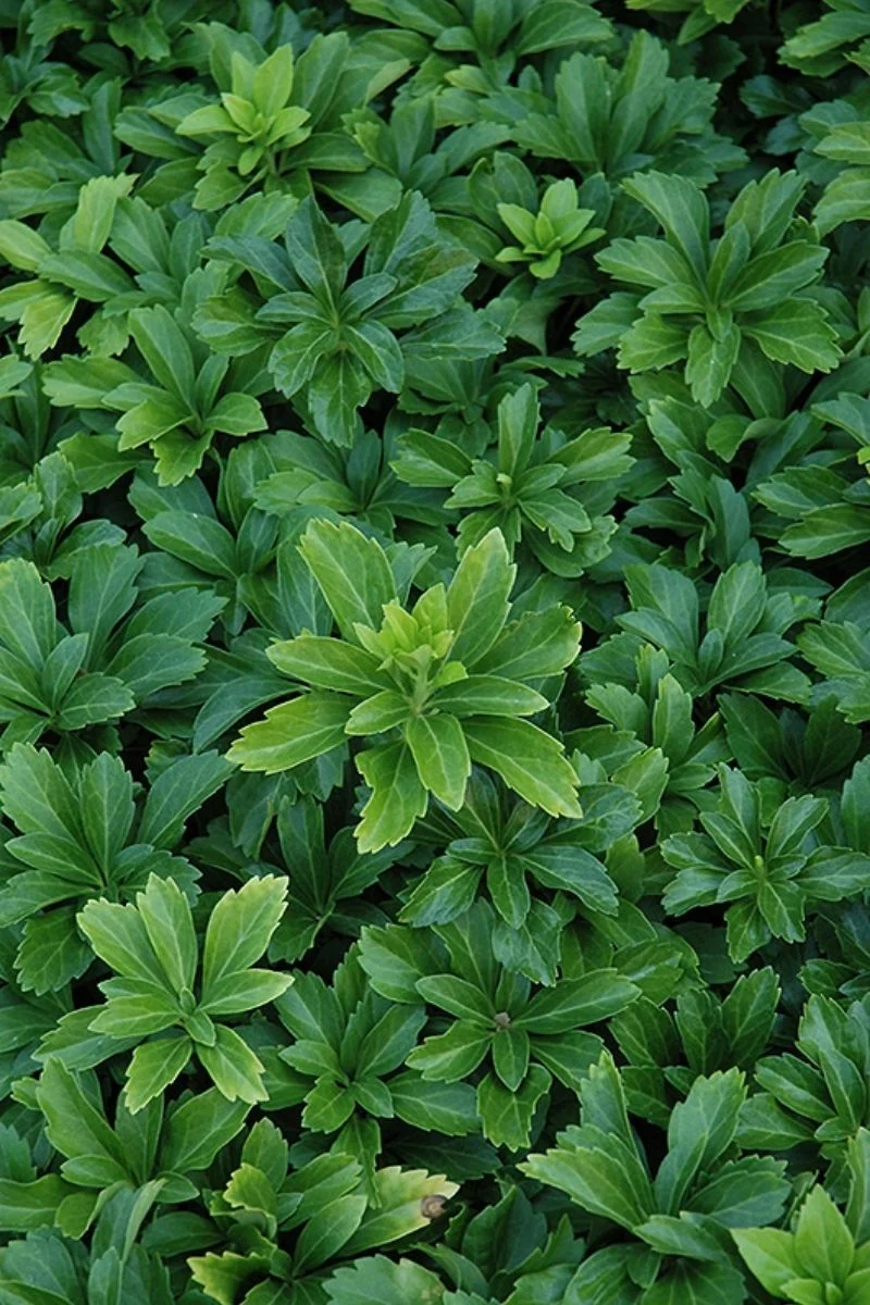 Pachysandra Term Green Sheen