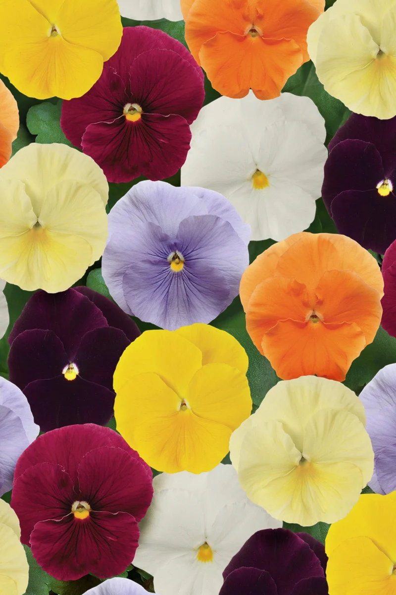 Pansy, Matrix Clear Mix - Image 2