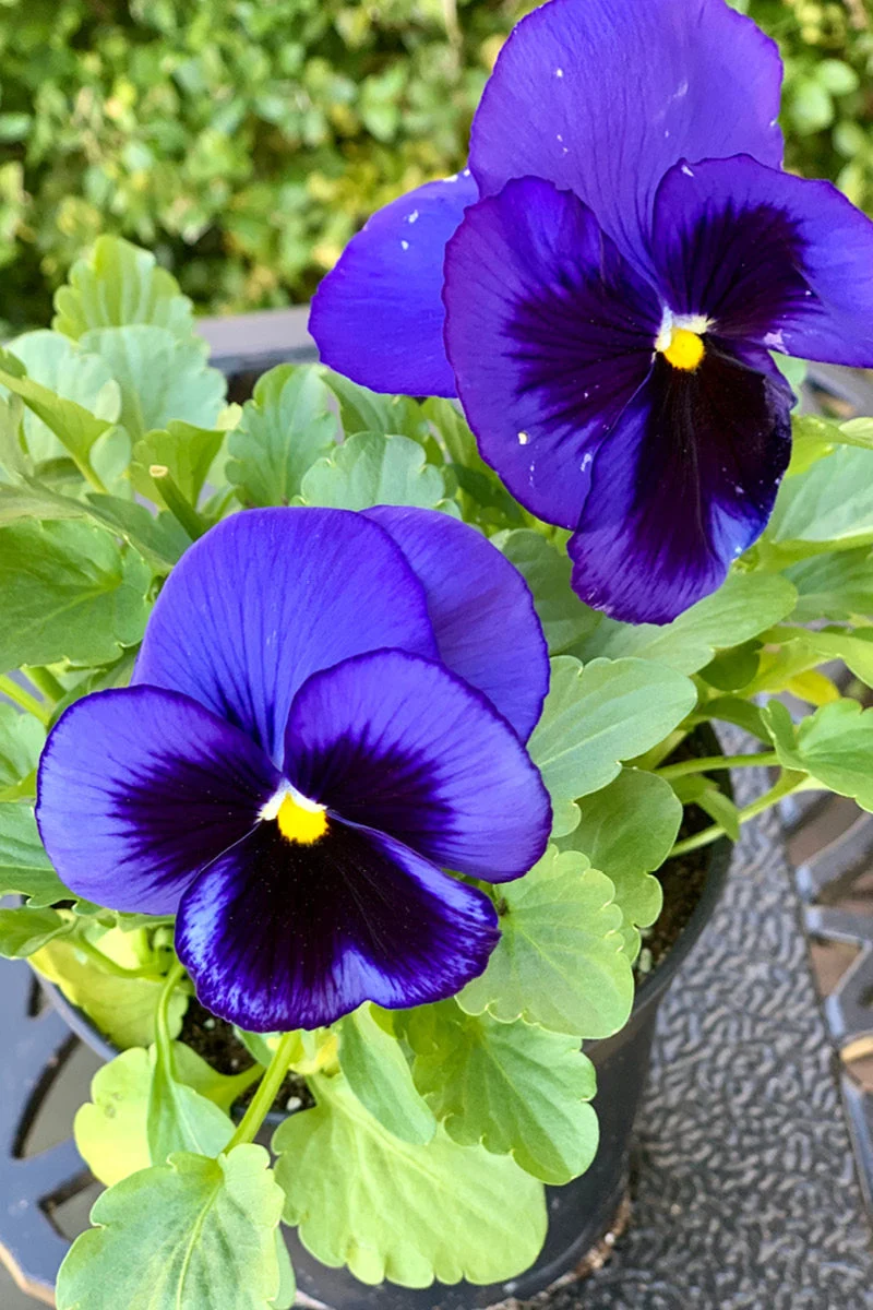 Pansy, Deep Blue Blotch