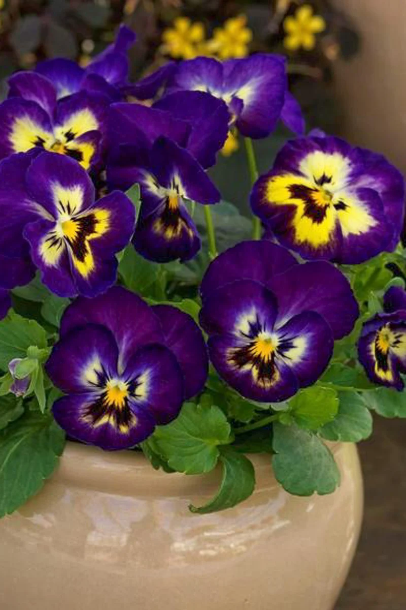 Pansy, Viola Colormax Berry Pie