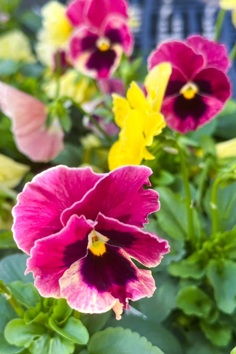 Pansy, Delta Apple Cider Mix