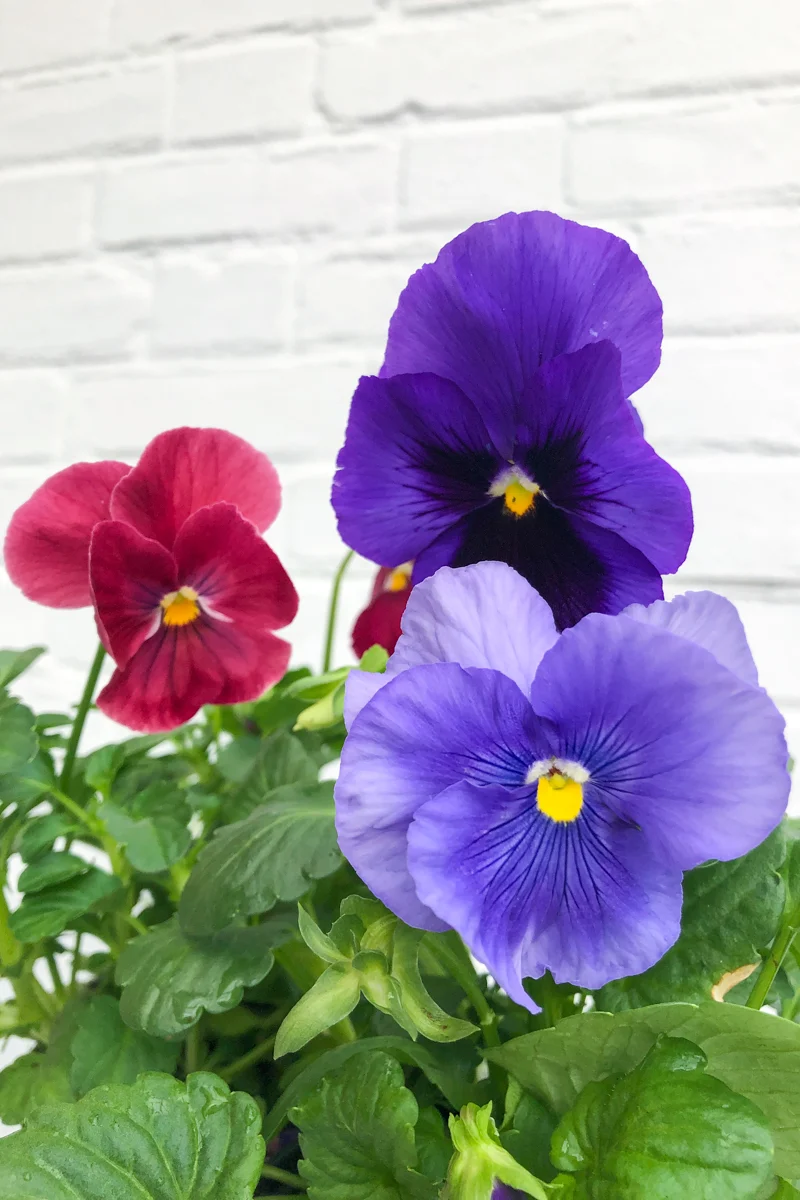 Pansy, Delta Berry Tart Mix