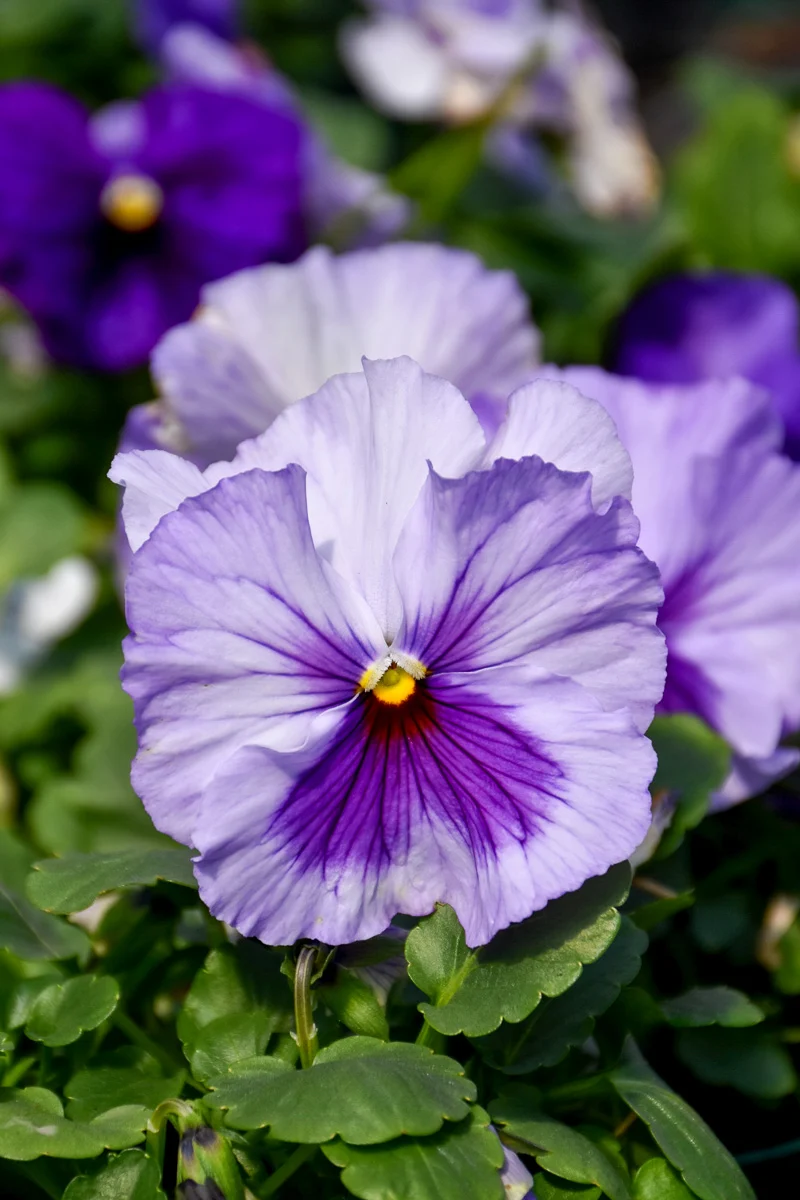 Pansy, Lavender Shades