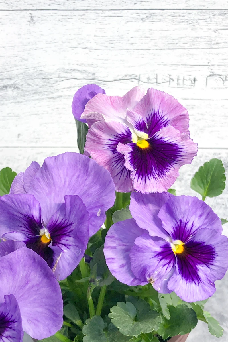 Pansy, Matrix Purple Shades
