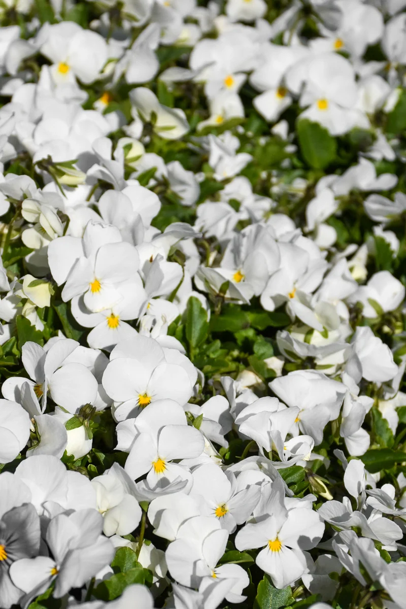 Pansy, Sorbet White
