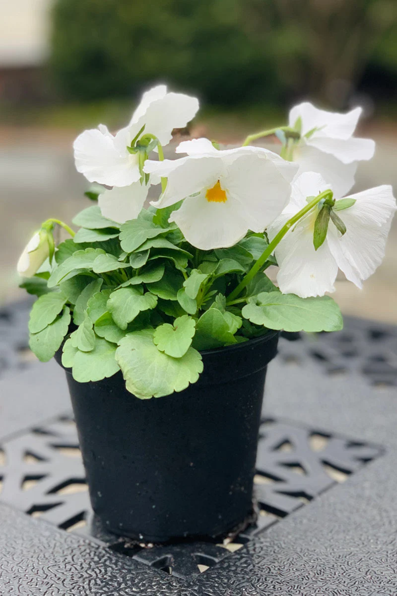 Pansy, White
