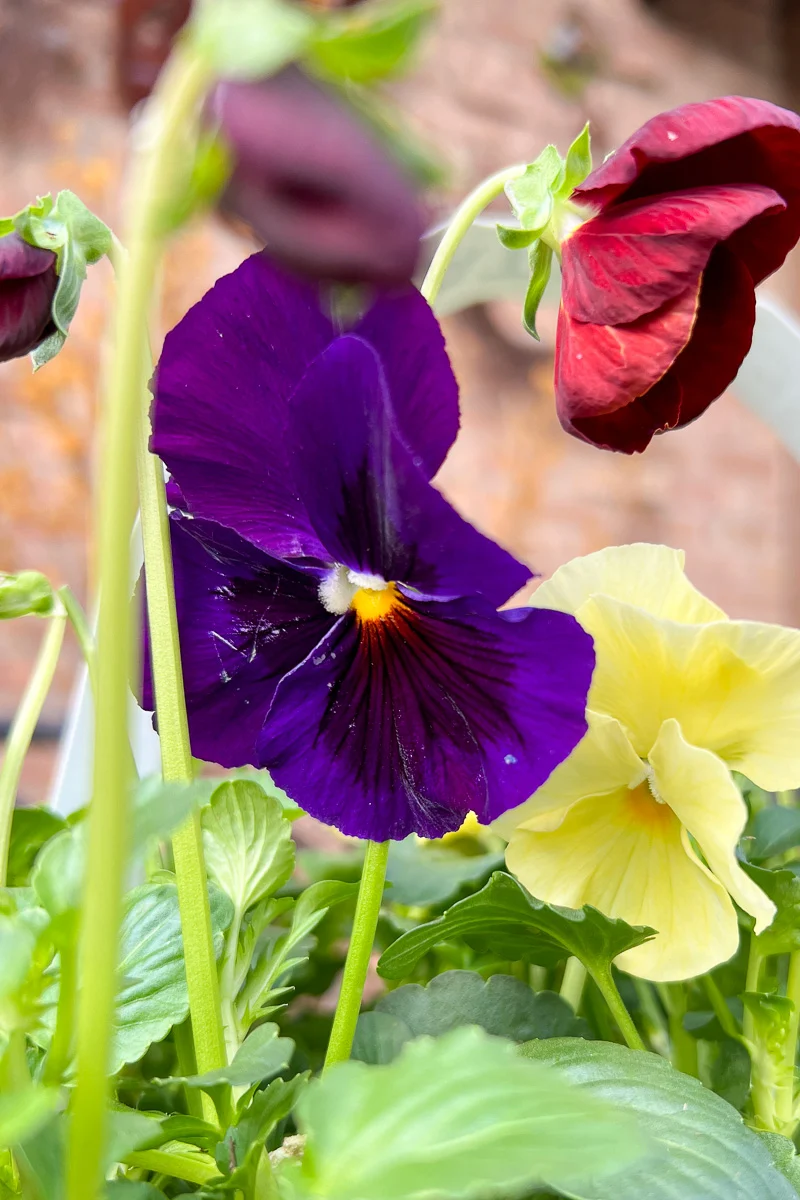 Pansy, Wine & Cheese