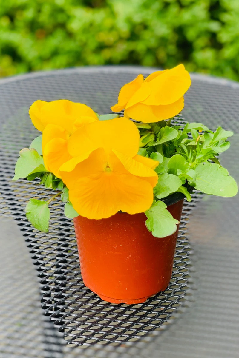 Pansy, Yellow