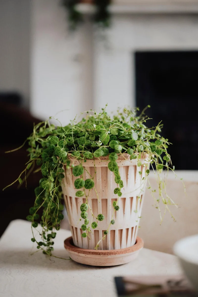 Pantheon Pot with Saucer 4.7"x5.1" RAW Rosa