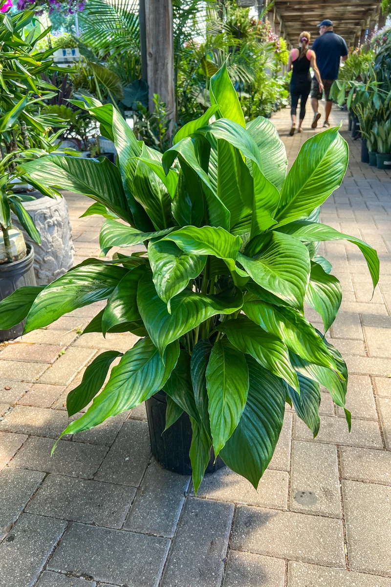 Peace Lily, Sensation 10" - Image 2
