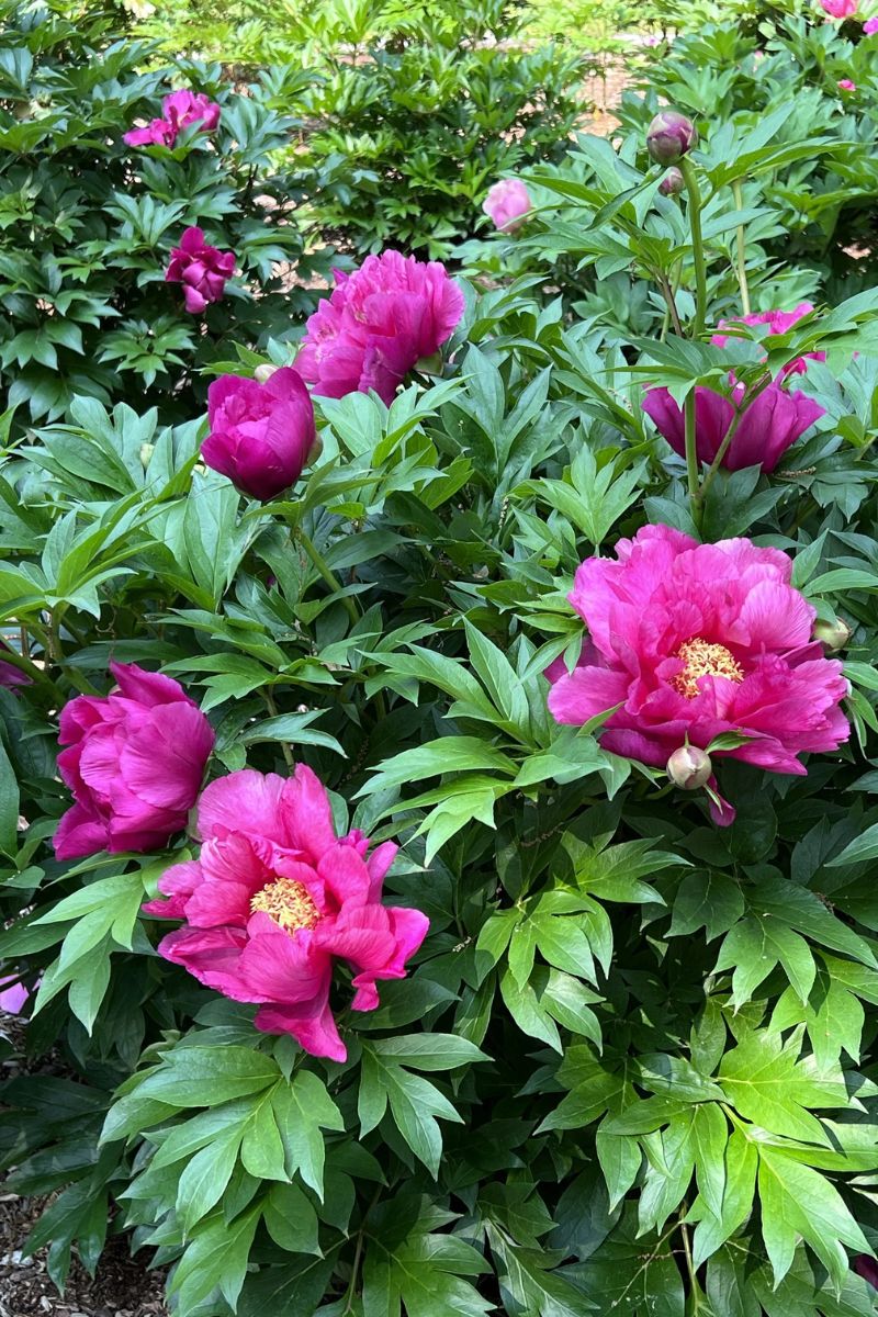 Peony, Itoh Evie Jane - Image 2