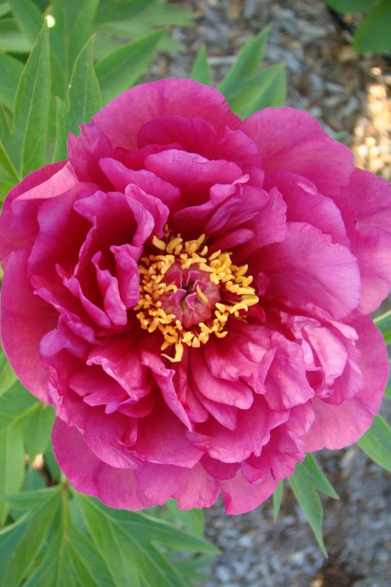 Peony, Itoh Evie Jane - Image 3