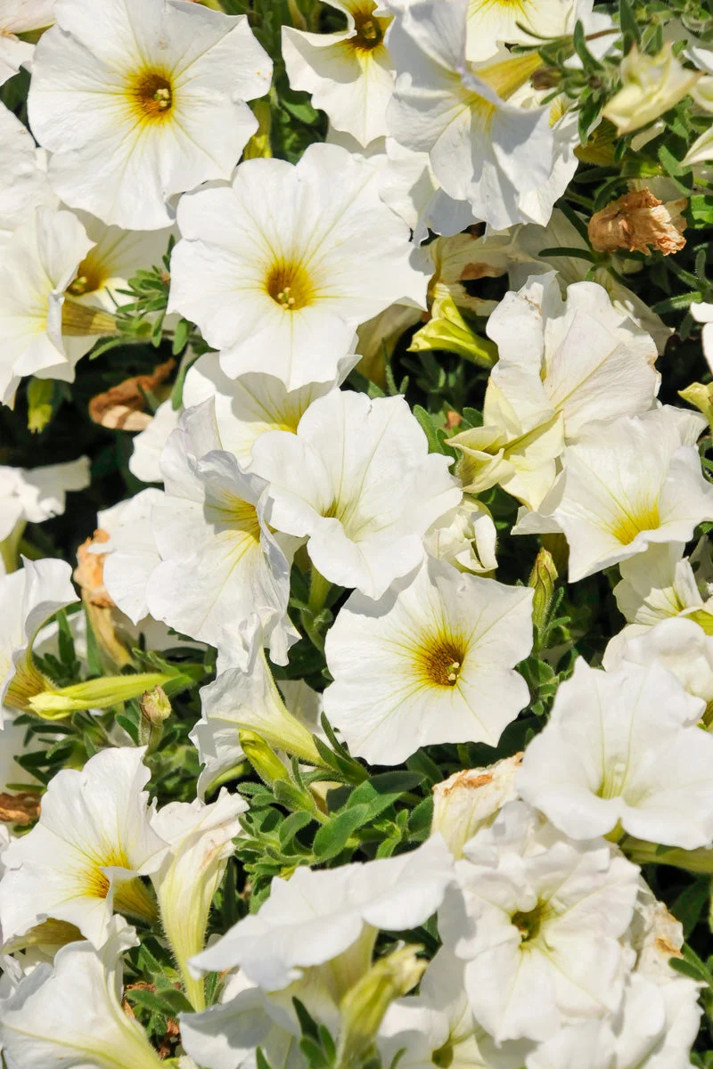 Petchoa, Supercal Pearl White