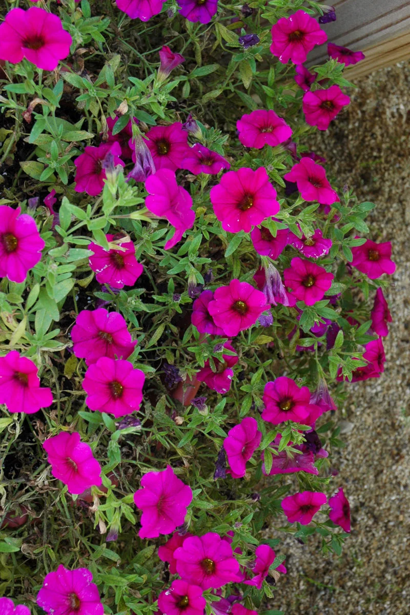 Petchoa Supercal Purple - Image 2