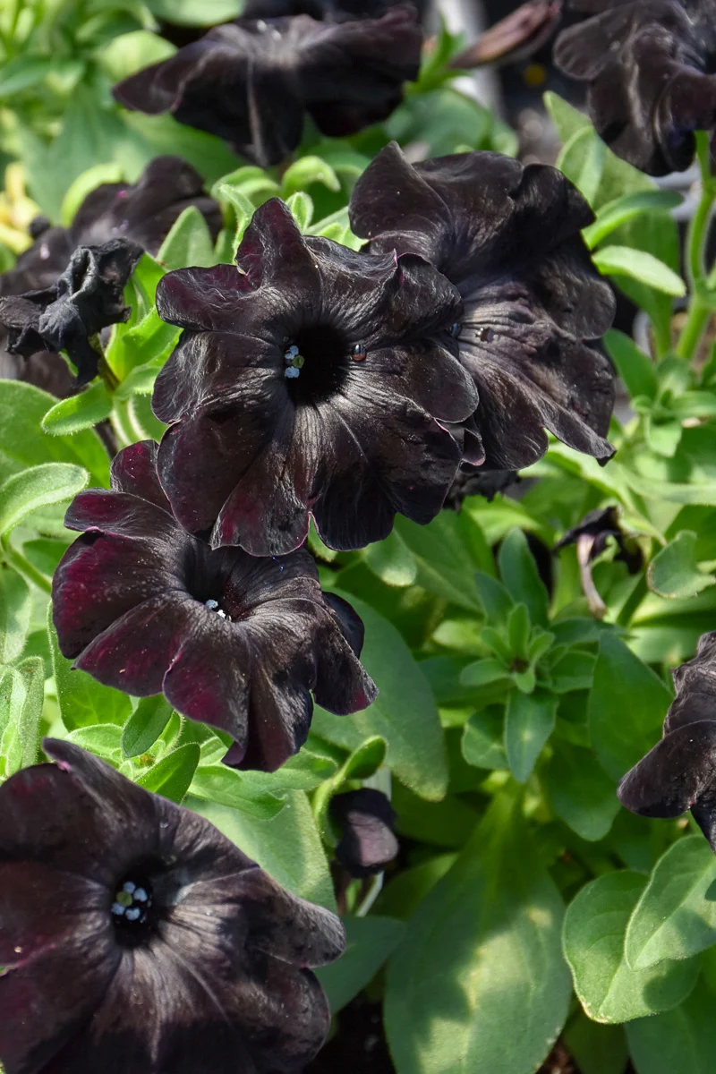 Petunia, Black Magic