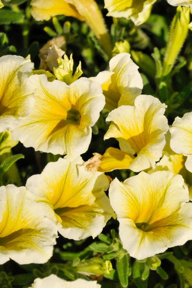 Petunia, Cannonball Yellow