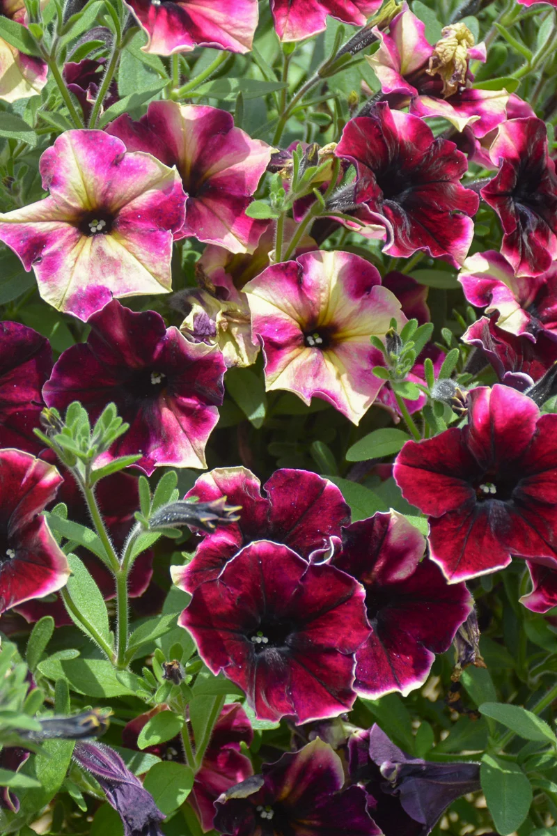 Petunia, Crazytunia Blackberry Cheesecake - Image 2