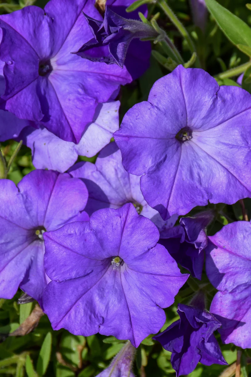 Petunia Easy Wave Lavender