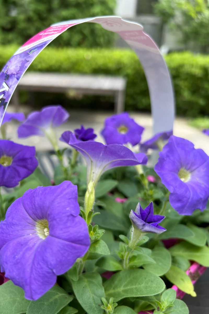 Petunia Easy Wave Lavender - Image 2