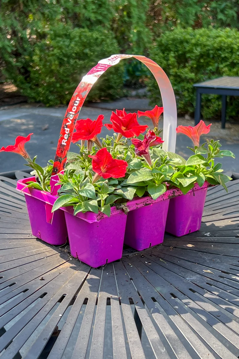Petunia, Easy Wave Red Velour 306 Flat - Image 2