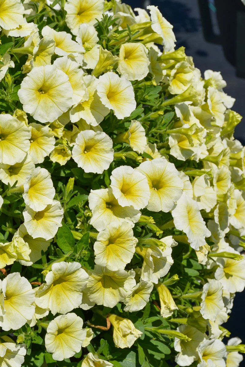 Petunia, Easy Wave Yellow - Image 2