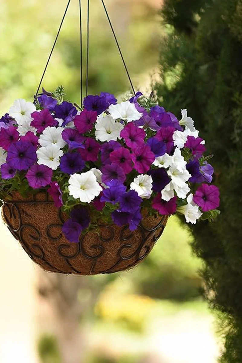 Petunia, Great Lakes Mix - Image 2