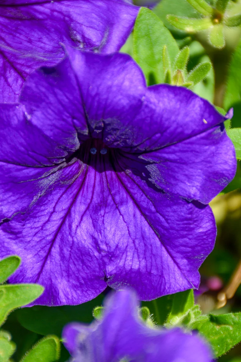Petunia, Lavender Blue - Image 2