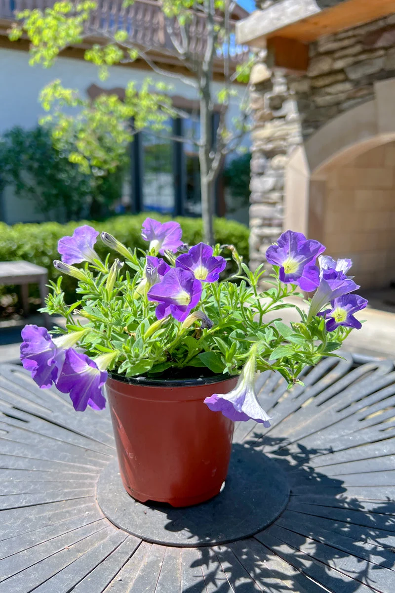 Petunia, Mounding Sky Blue
