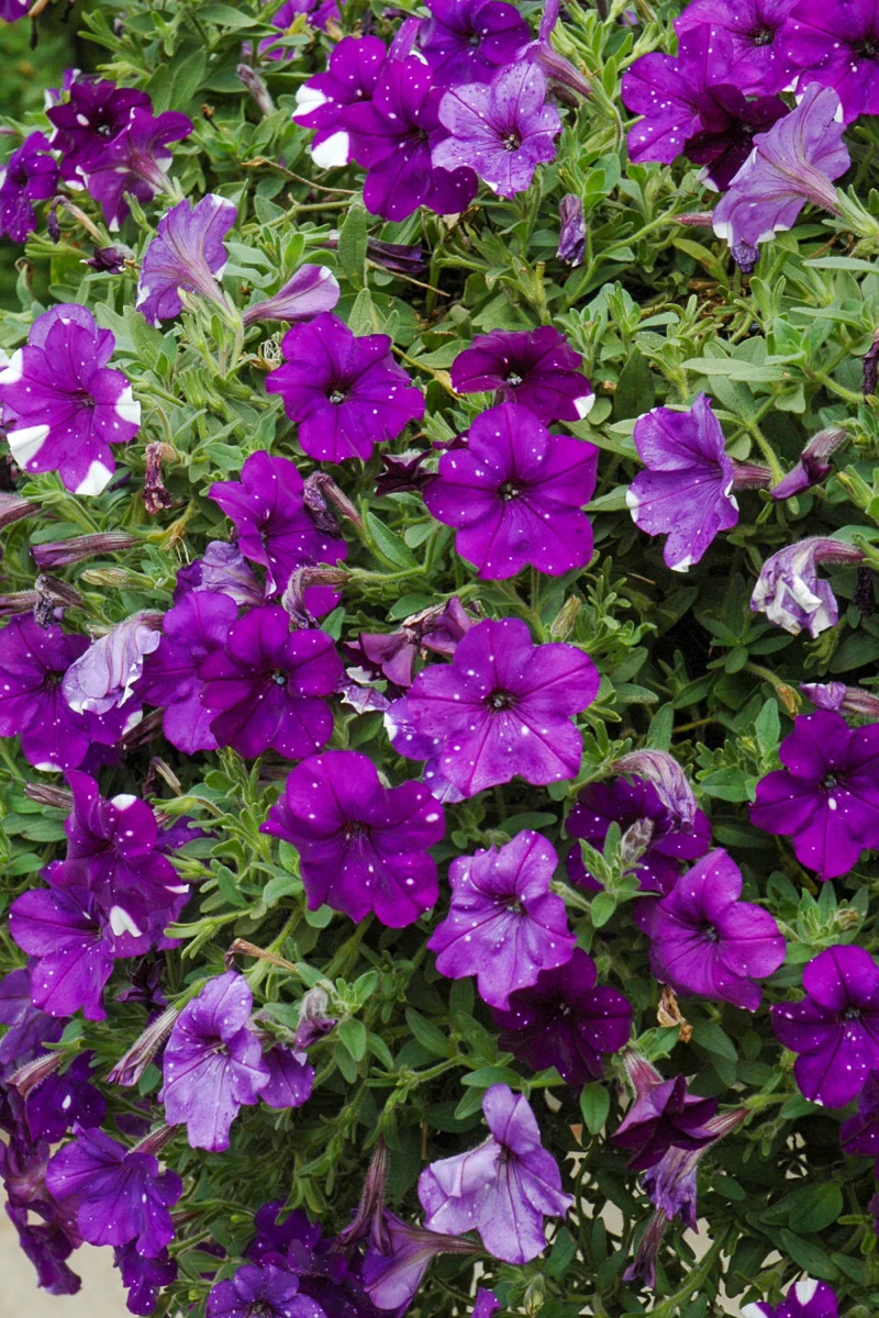 Petunia, Night Sky