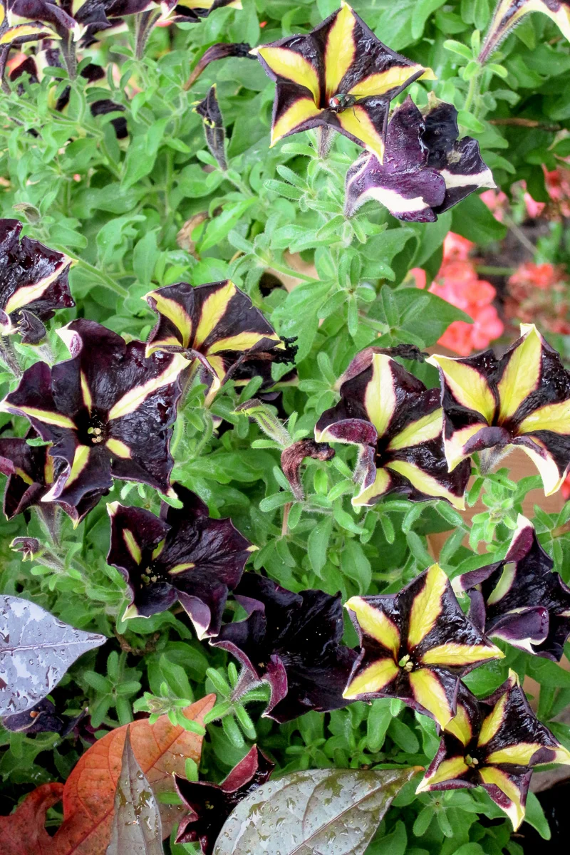 Petunia Phantom - Image 2