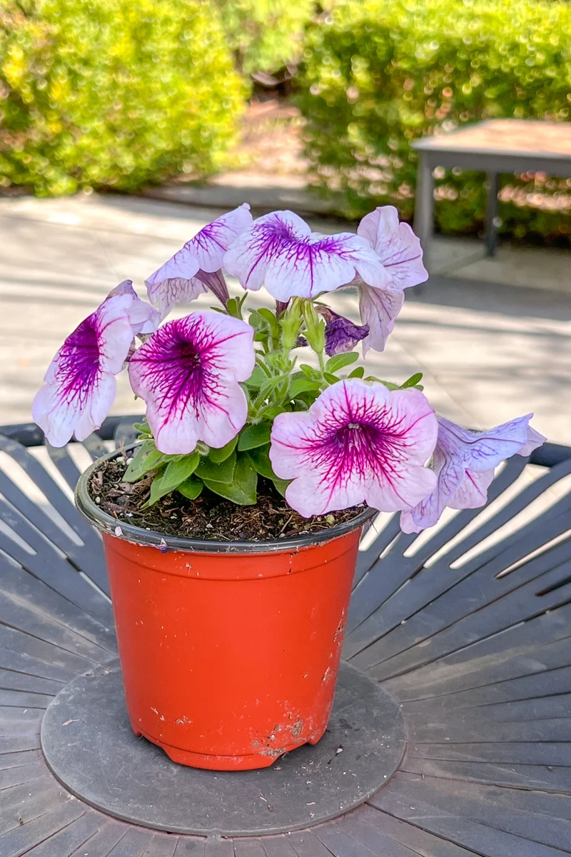 Petunia, Purple Vein 4" - Image 2