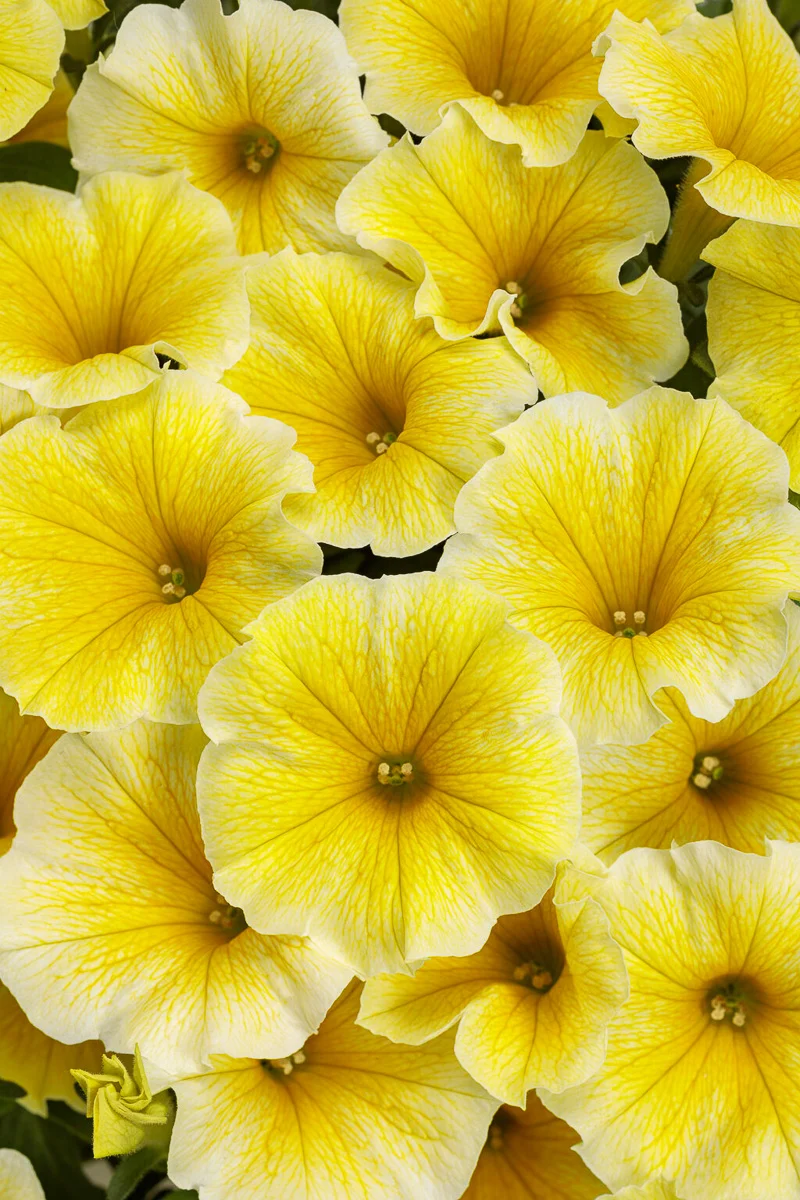 Petunia, Saffron Finch