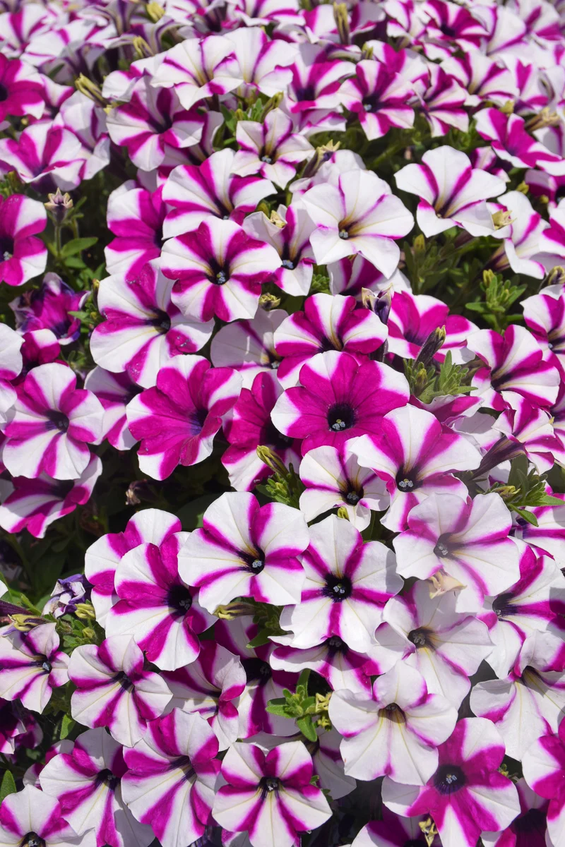 Petunia, Shortcake Blueberry